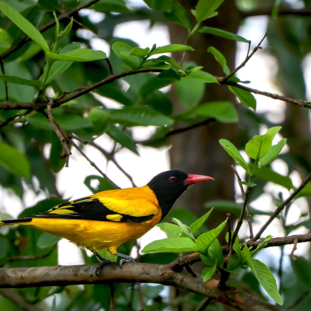 bird-in-nepal